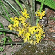Curculigo orchioides flower11.jpg